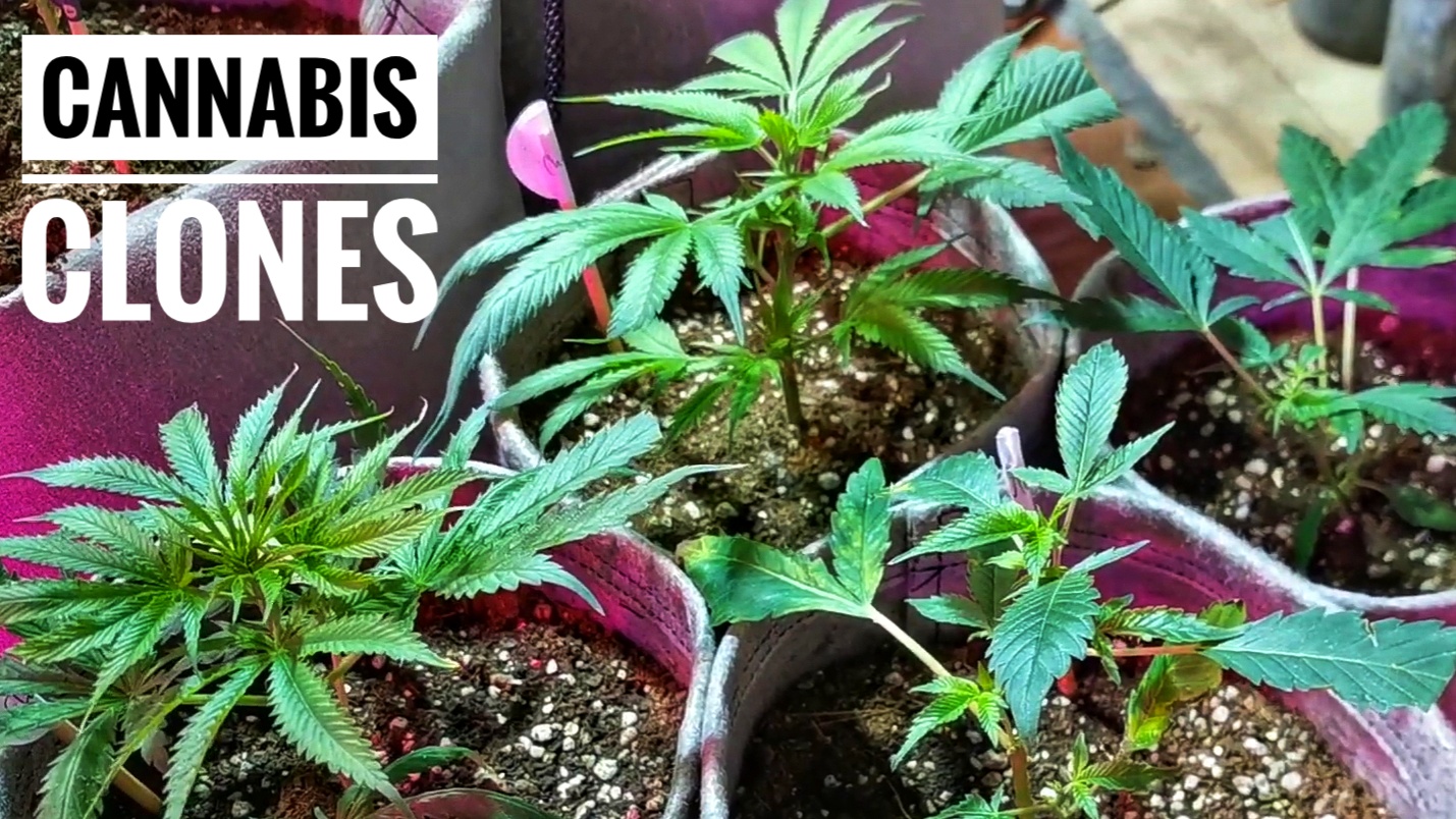 how to make cannabis clones