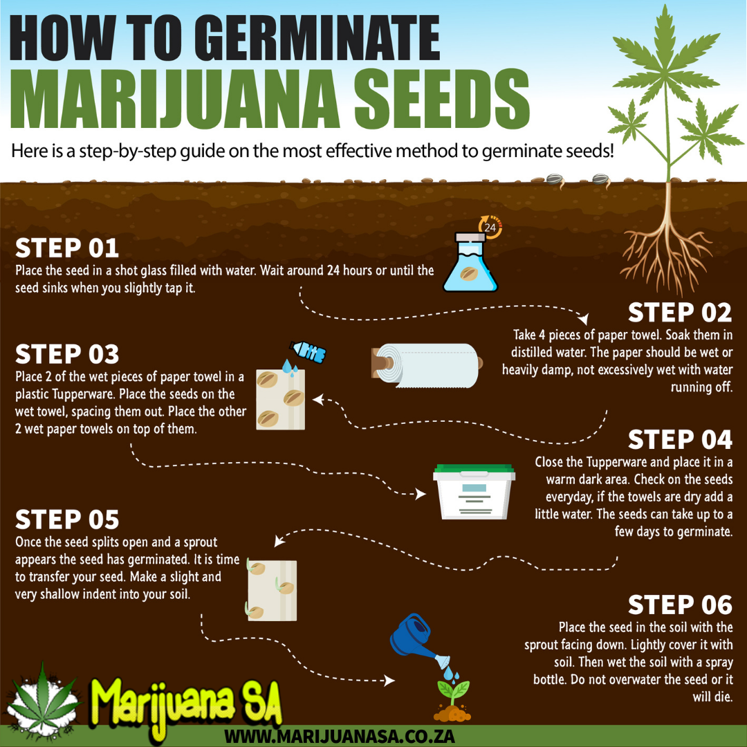 How to germinate a seed MSA