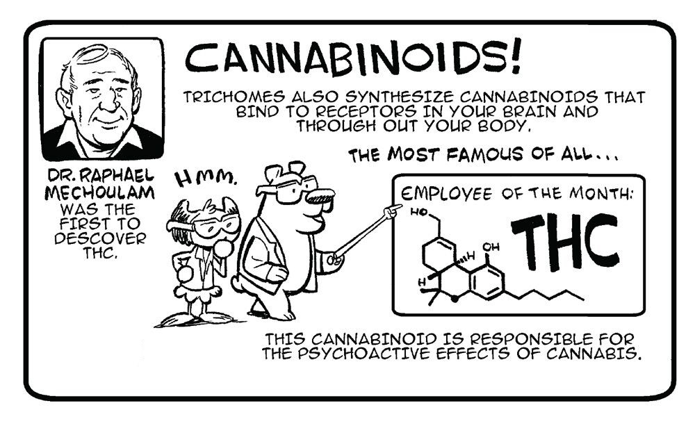 Cannabinoids in cannabis