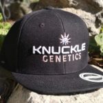 knuckle genetics 2