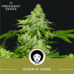 Queen Of Sheba President Seed LR