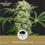 TrumpsCookie Jar-Autoflower Marijuana SA