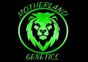 motherland genetics