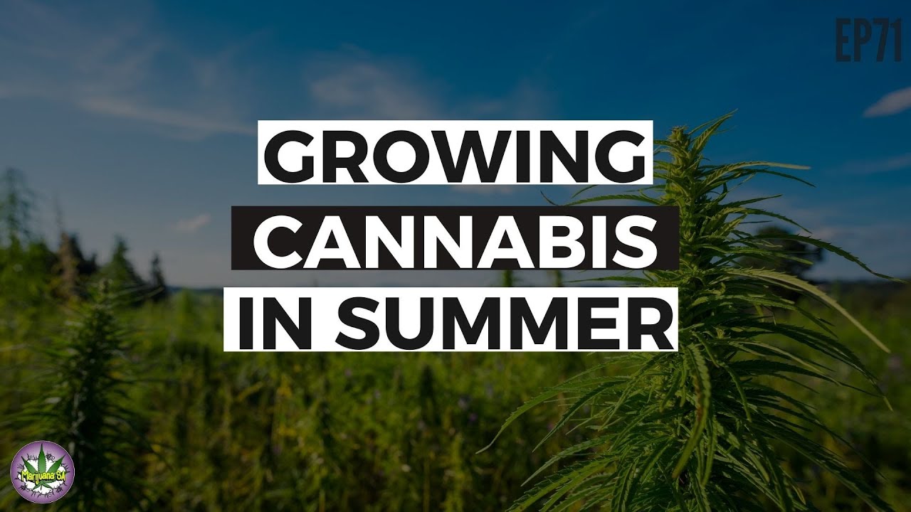 Cannabis Grow Kits