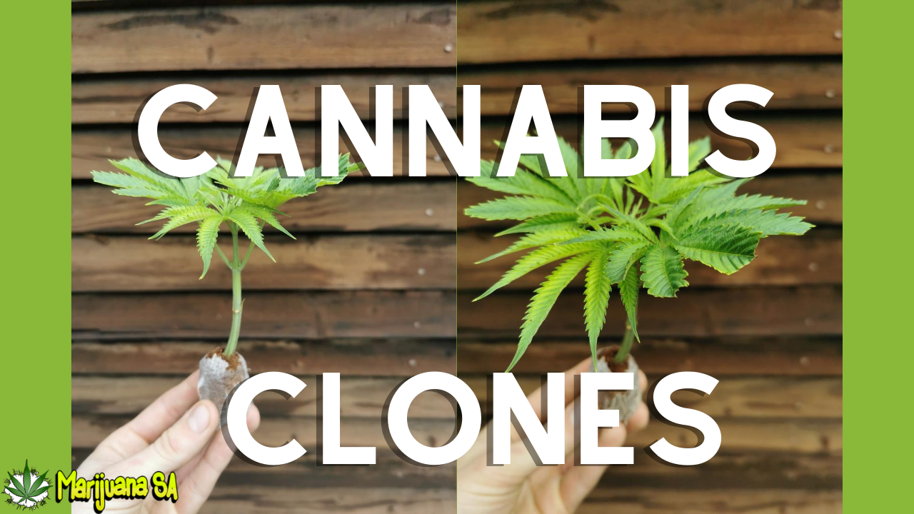 How to Clones Cannabis