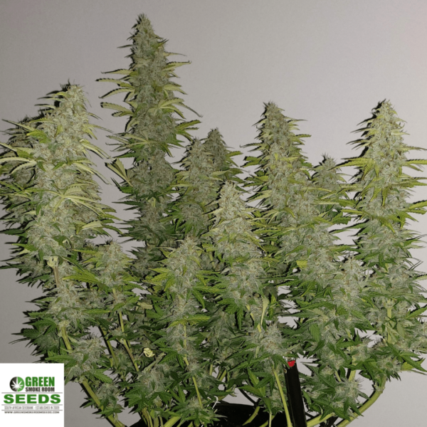 Cape Critical Cheese Seed Autoflower South Africa