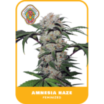 Amnesia Haze Simba Seeds