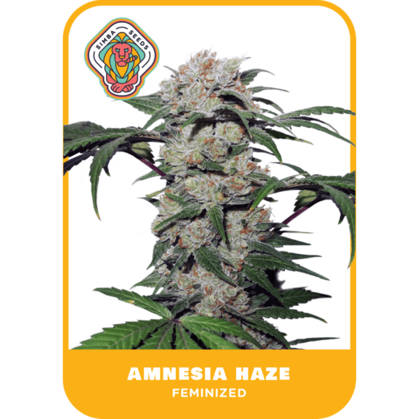 Simba Seeds Amnesia Haze