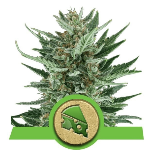 Royal Queen Seeds Royal Cheese Automatic Auto