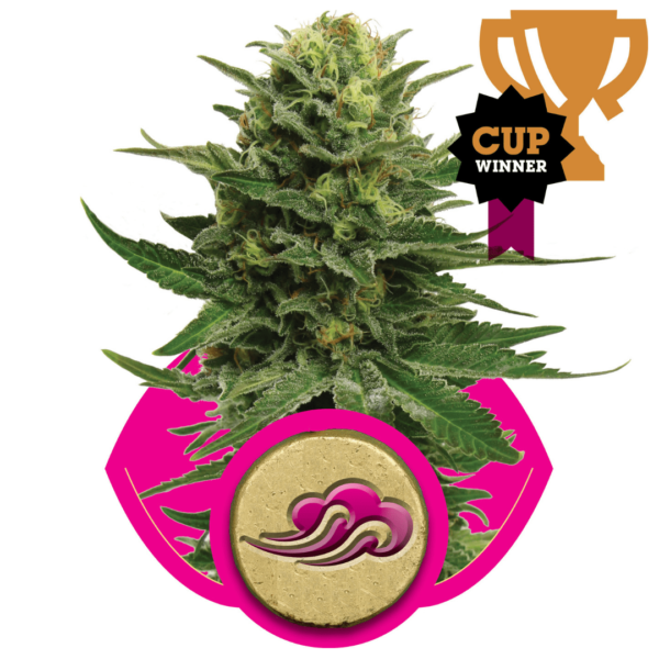 Royal Queen Seeds Blue Mystic Blueberry