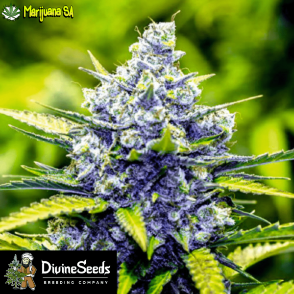 Blue Cheese Divine Seeds