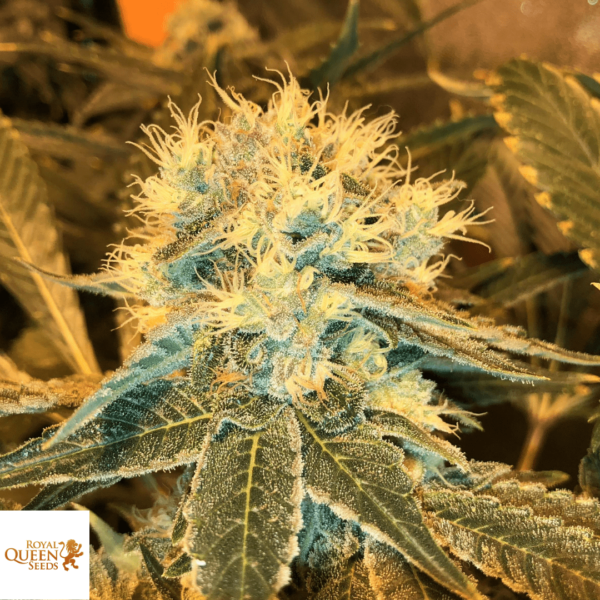 Royal Queen Seeds Blue Mystic Seed Blueberry Northern Lights