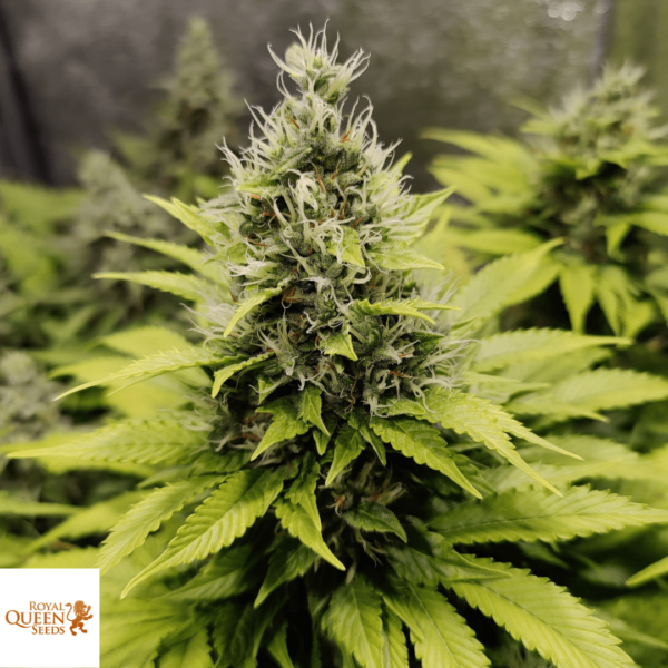 Royal Queen Seeds North Thunderfuck Feminized Photoperiod seeds South Africa