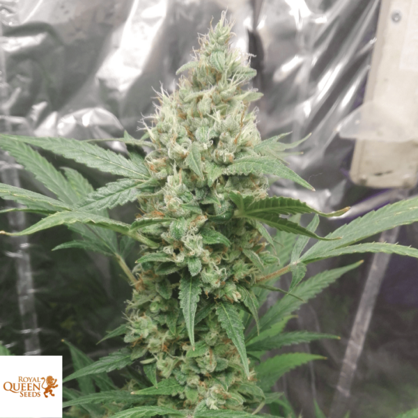 Royal AK-47 Autoflower royal Queen Seeds seed South Africa