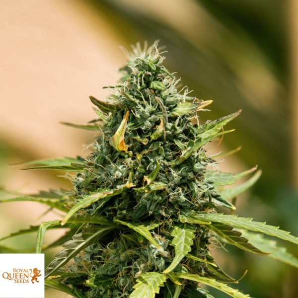 Royal Queen Seeds Royal Gorilla Autoflower seed South Africa