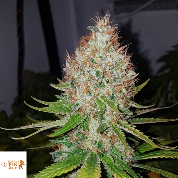 Royal Queen Seeds Shining Silver Haze seed South Africa