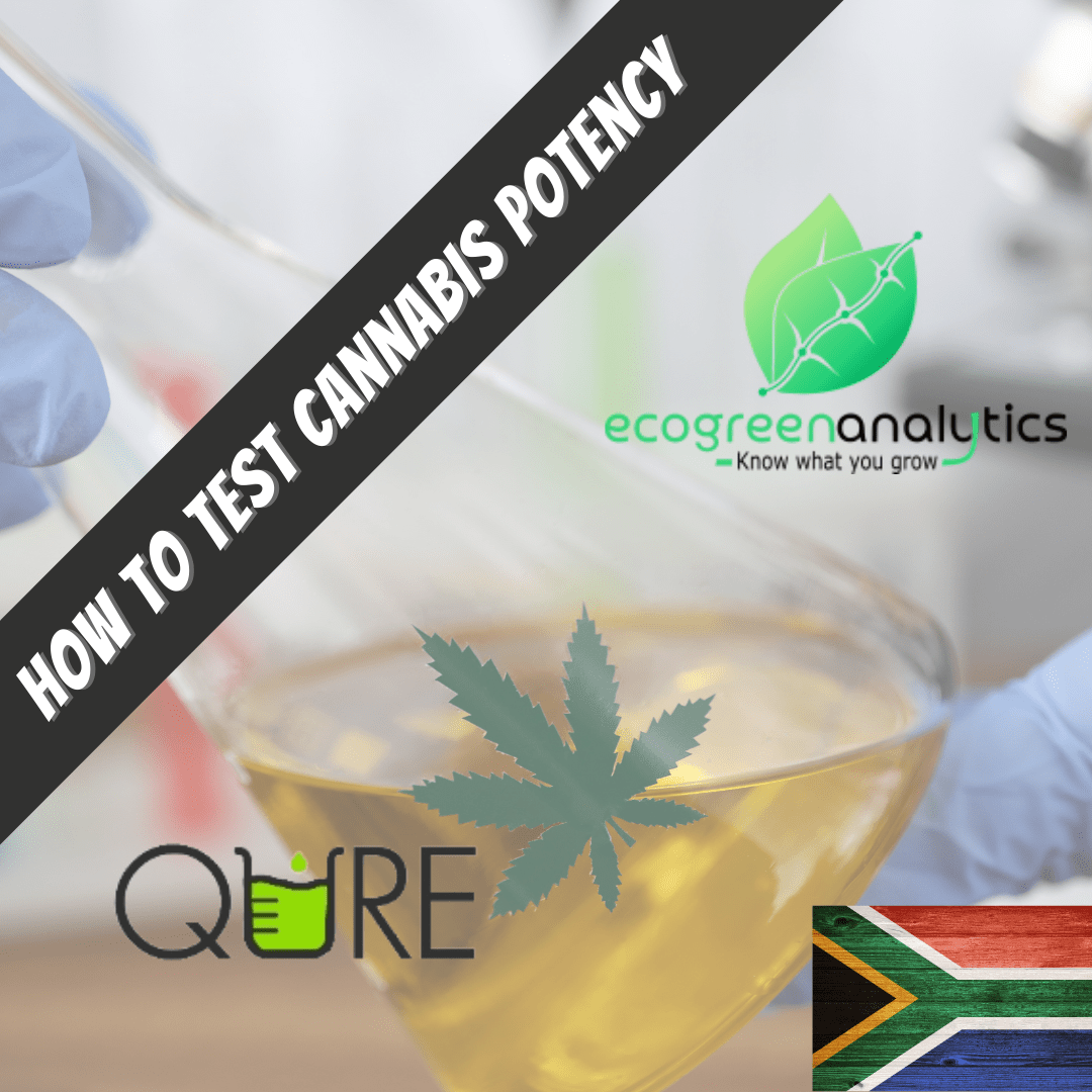 South Africa Cannabis Potency Test how to where to