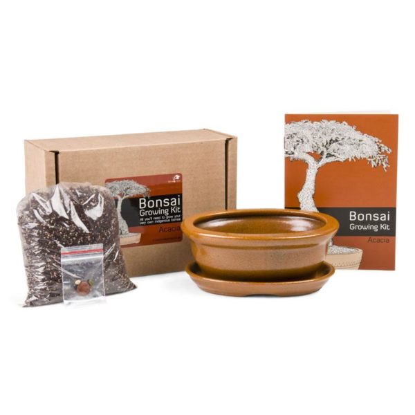 Acacia Bonsai Grow Kit
