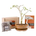 Acacia Bonsai Grow Kit Lifestyle Image