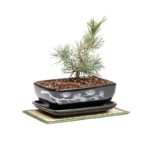 JBPBONSAIKIT—Japanese-Black-Pine-Bonsai-Kit-tree-only_800x