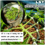 Beginners Guide to LST