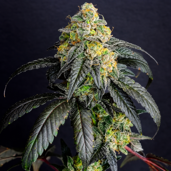 Gorilla-Cake-Feminized-1.png