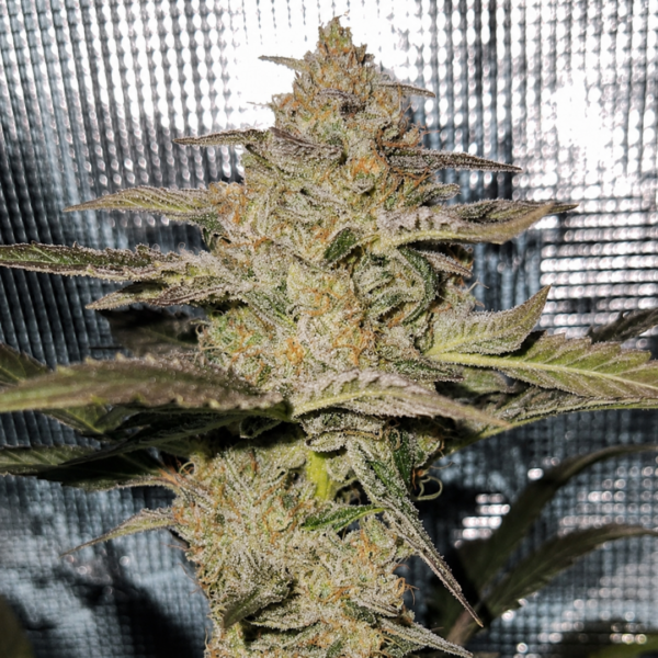 Happy-Dough-Auto-Fem-2.png