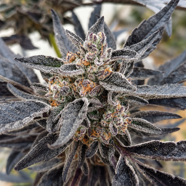 Watermelon-Gelato-Feminized.png